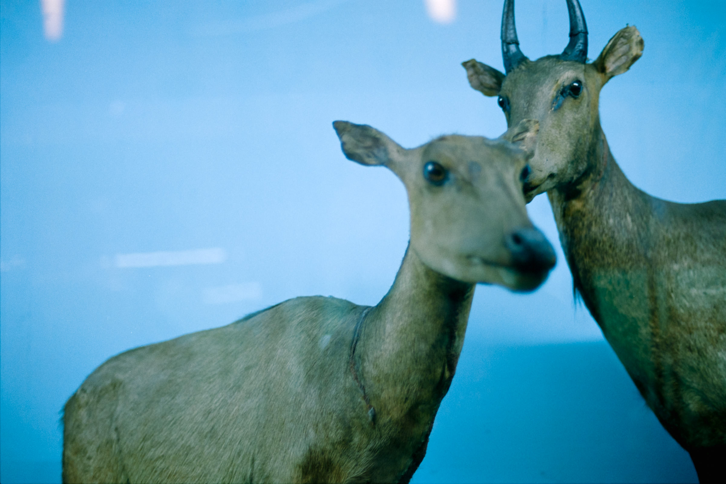 AHP film 2005 01 001 sc240825 img27 NLP